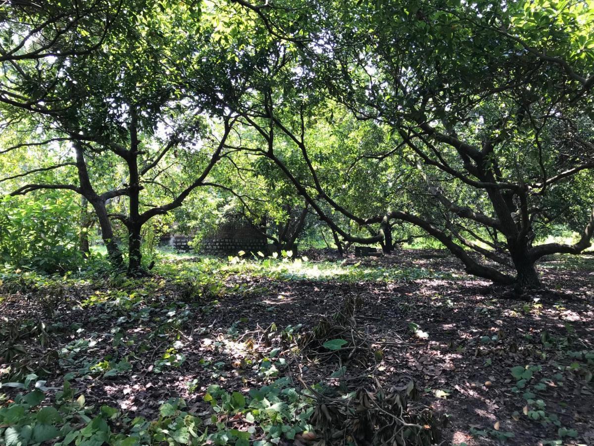 Zohra Baugh, A Green & Organic Farmhouse Stay With All Amenities Dahanu Eksteriør bilde