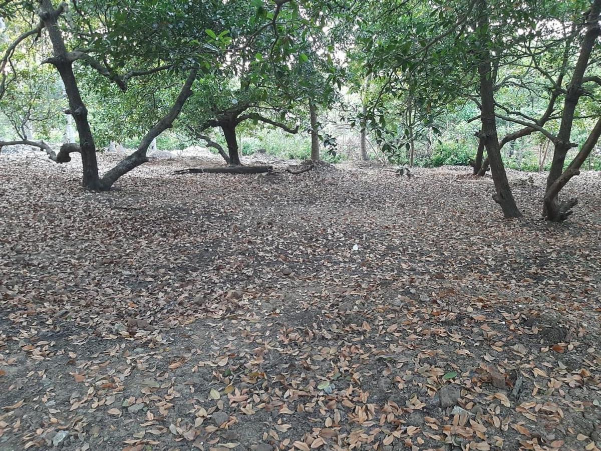 Zohra Baugh, A Green & Organic Farmhouse Stay With All Amenities Dahanu Eksteriør bilde